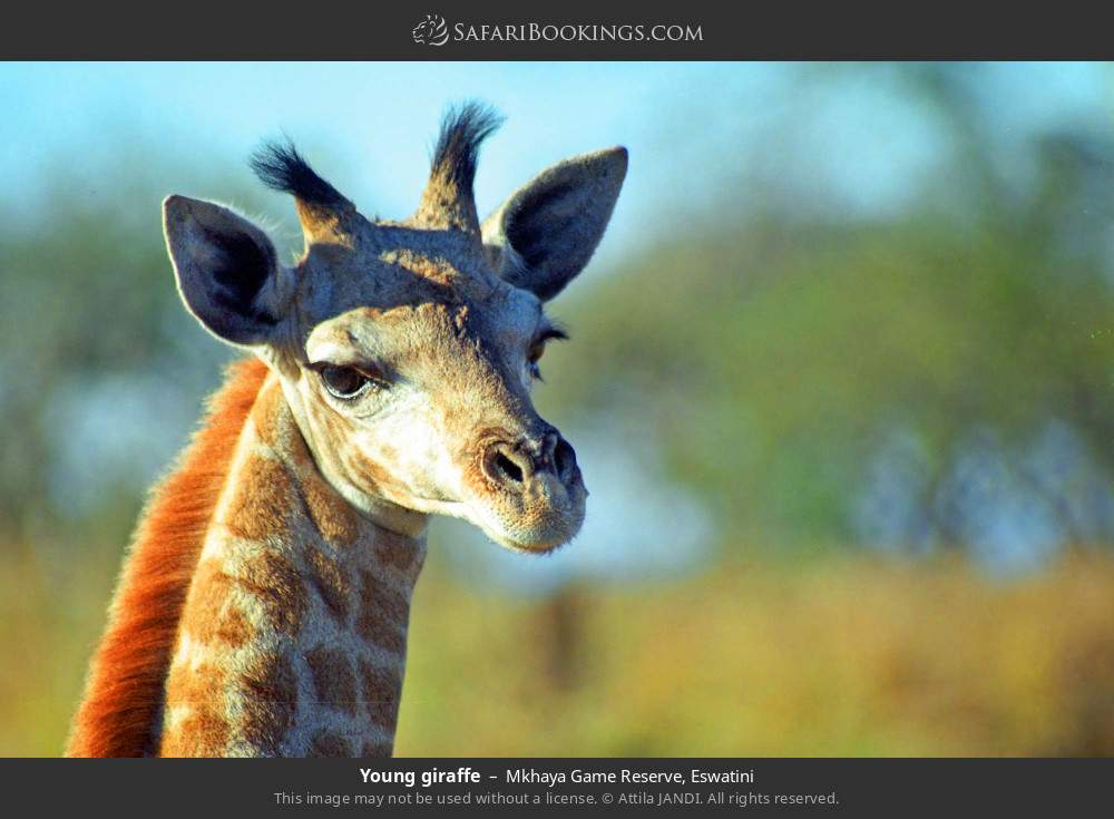 Young giraffe in Mkhaya Game Reserve, Eswatini