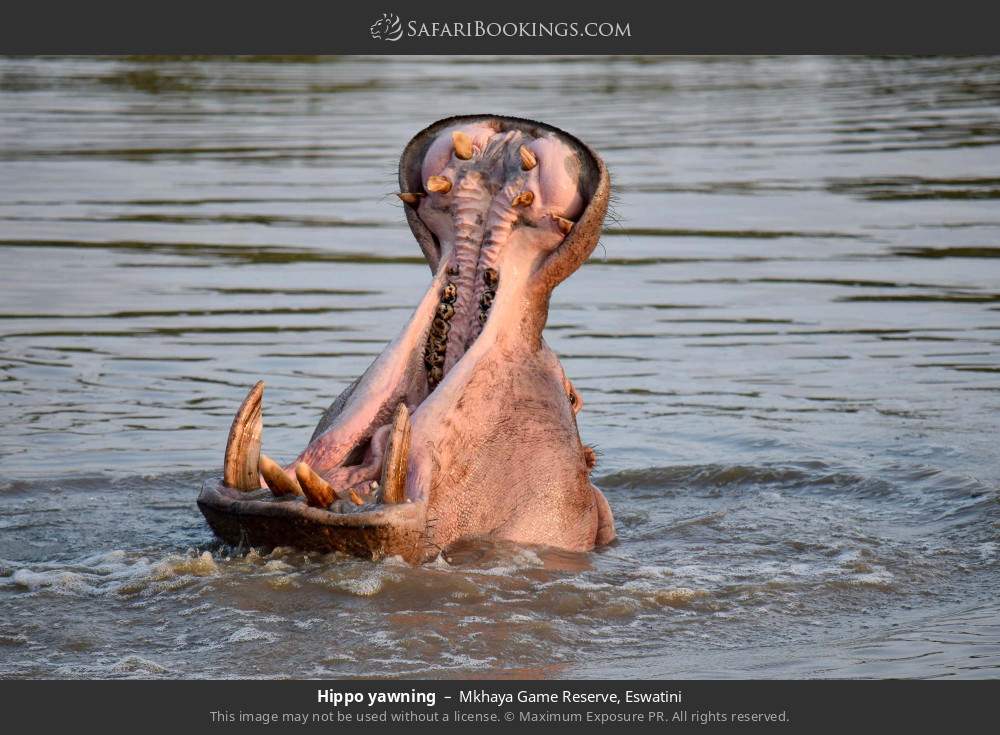 Hippo yawning in Mkhaya Game Reserve, Eswatini