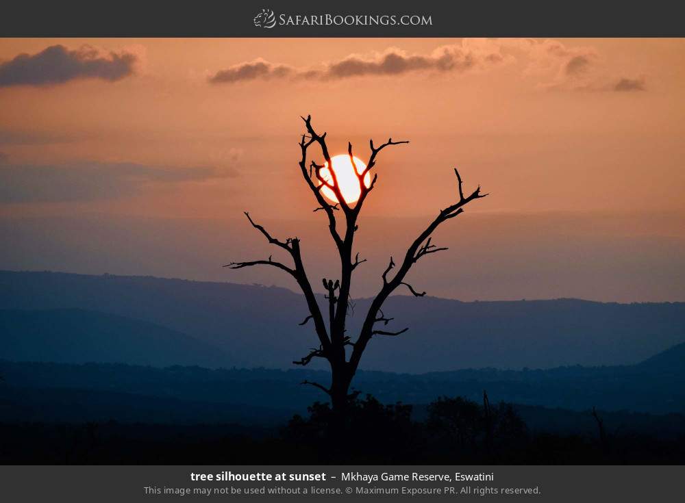 Tree silhouette at sunset in Mkhaya Game Reserve, Eswatini