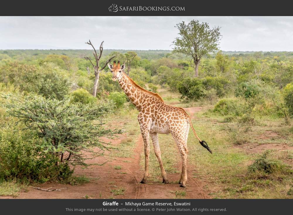 Giraffe in Mkhaya Game Reserve, Eswatini