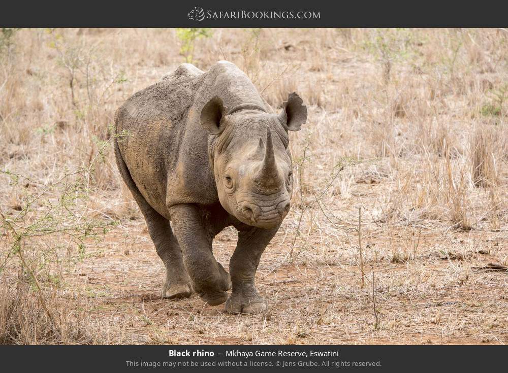 Black rhino in Mkhaya Game Reserve, Eswatini