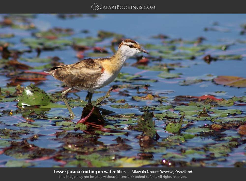 Lesser jacana trotting on water lilies in Mlawula Nature Reserve, Eswatini