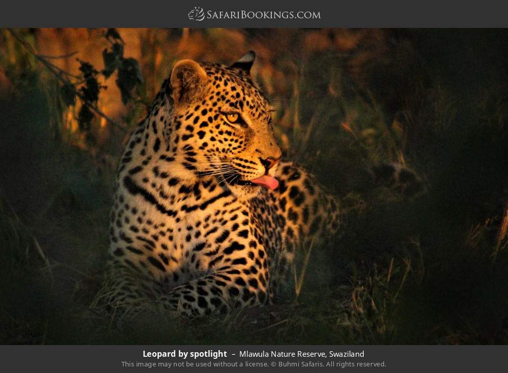 Leopard by spotlight in Mlawula Nature Reserve, Eswatini