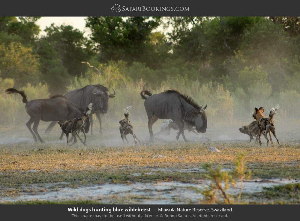 Wild dogs hunting blue wildebeest in Mlawula Nature Reserve, Eswatini