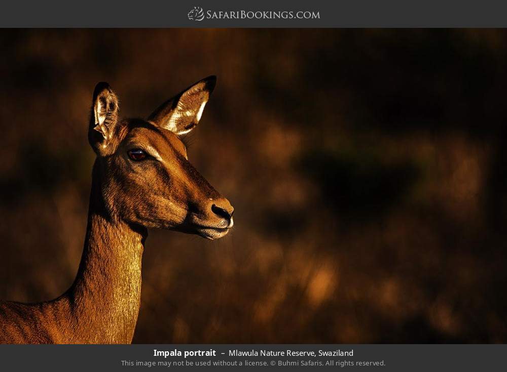 Impala portrait in Mlawula Nature Reserve, Eswatini