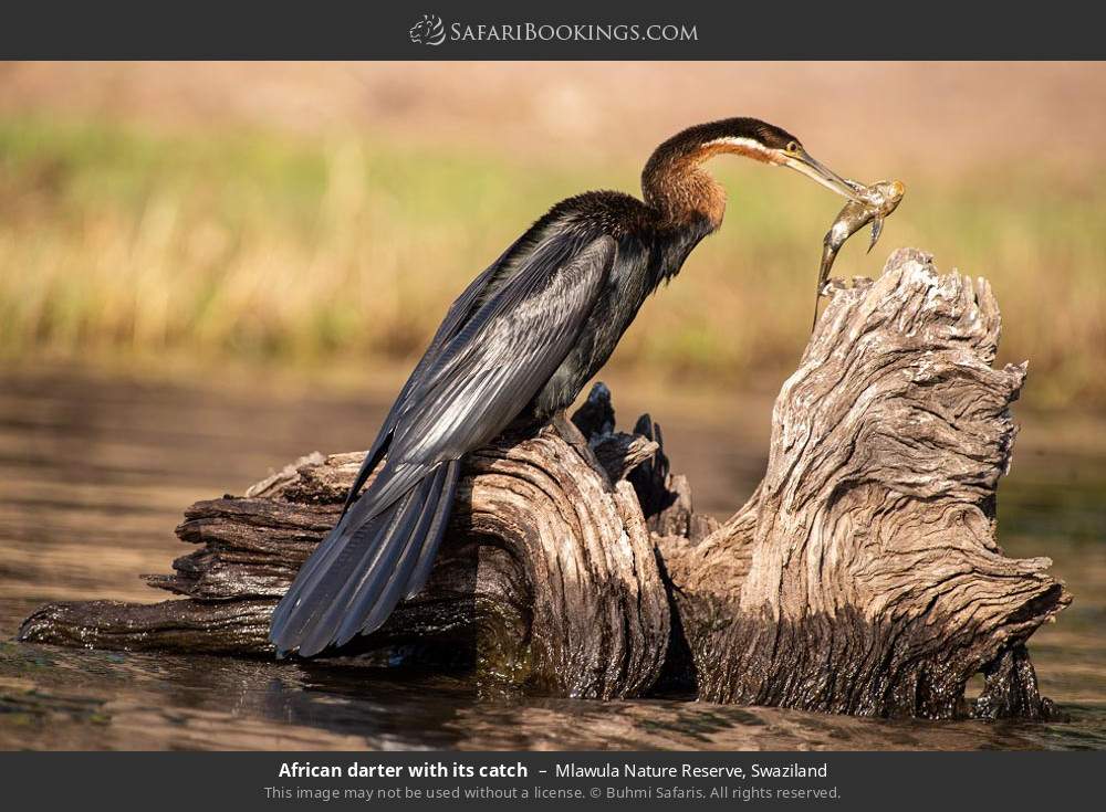 African darter with its catch in Mlawula Nature Reserve, Eswatini