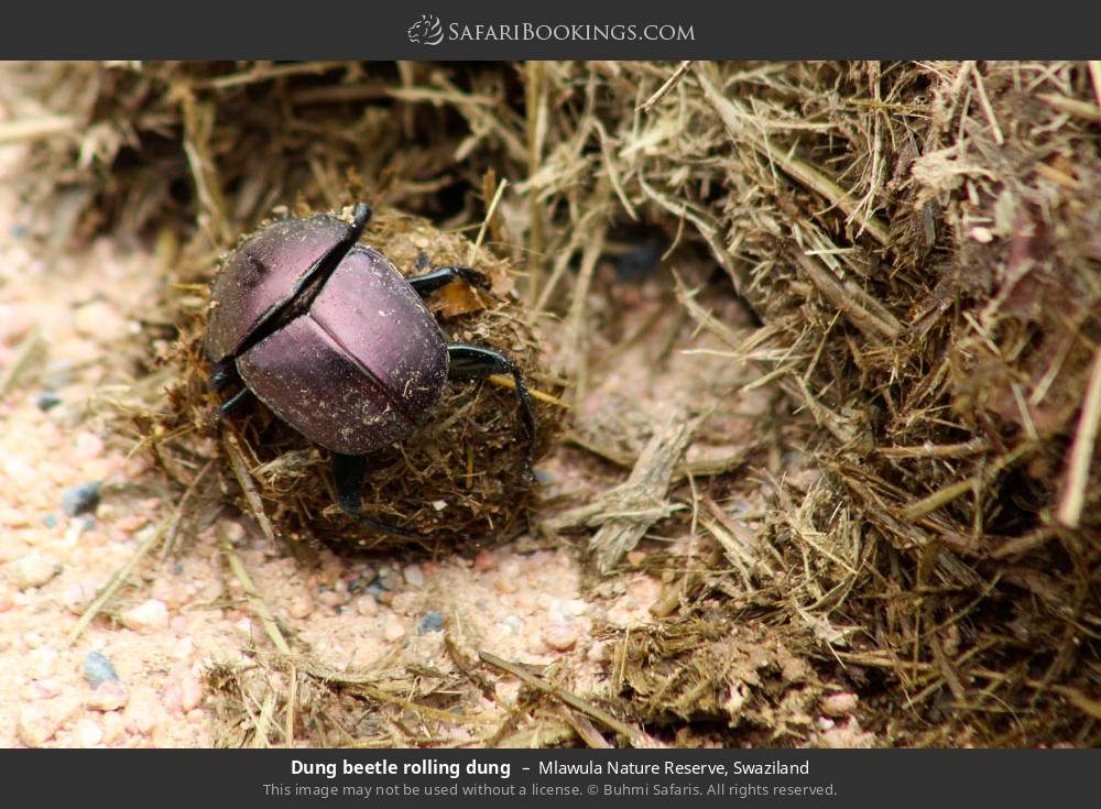 Dung beetle rolling dung in Mlawula Nature Reserve, Eswatini