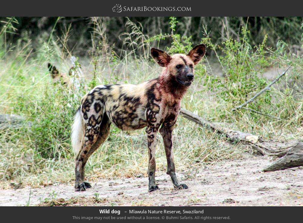 Wild dog  in Mlawula Nature Reserve, Eswatini