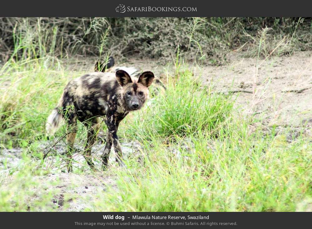 Wild dog in Mlawula Nature Reserve, Eswatini