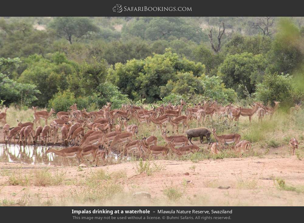 Impalas drinking at a waterhole in Mlawula Nature Reserve, Eswatini