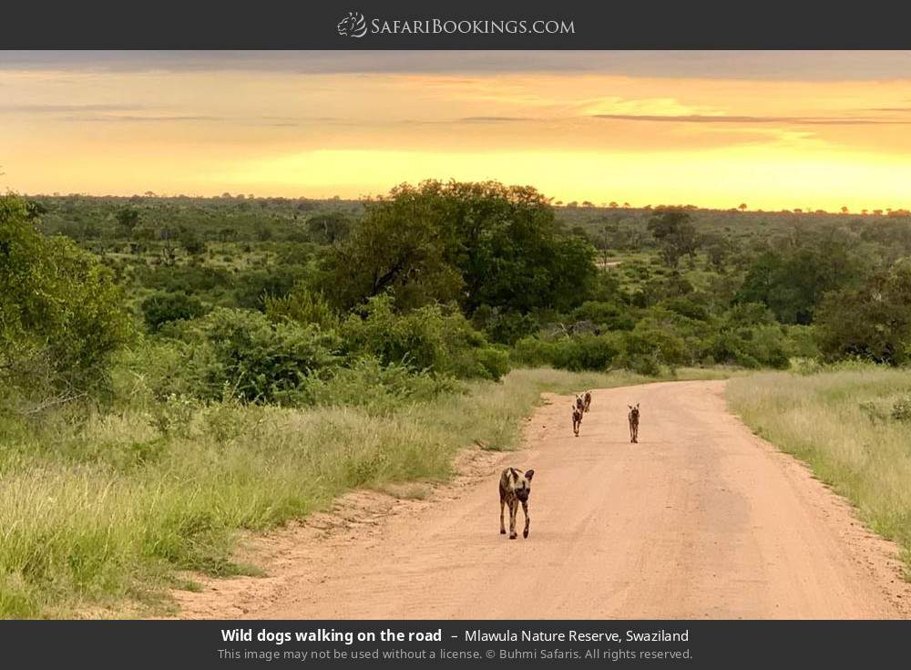 Wild dogs walking on the road in Mlawula Nature Reserve, Eswatini