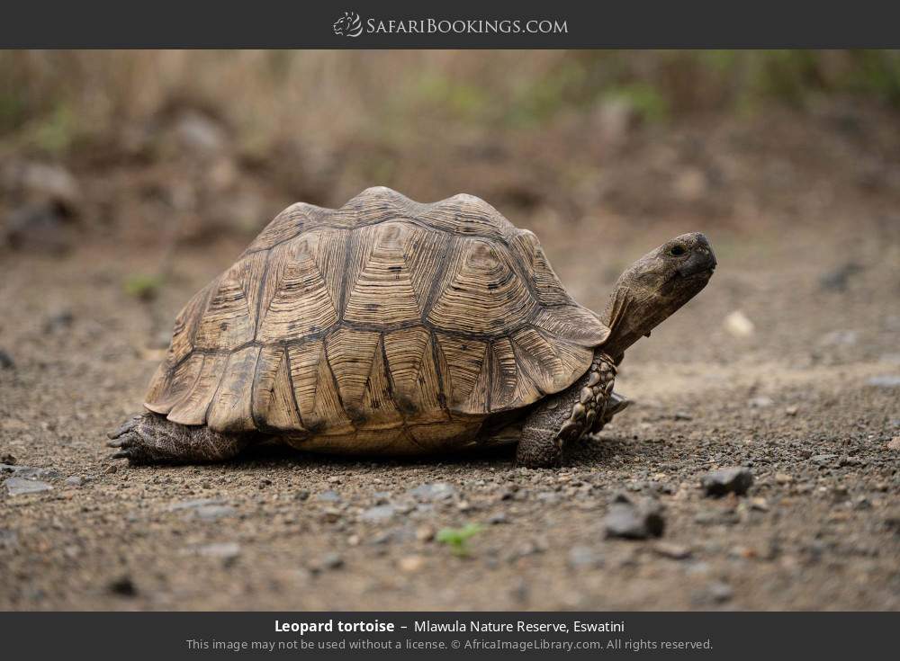 Leopard tortoise in Mlawula Nature Reserve, Eswatini