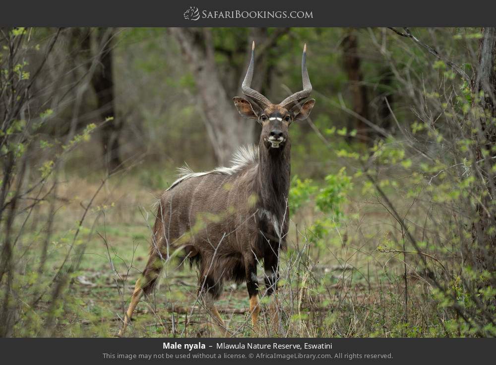 Male nyala in Mlawula Nature Reserve, Eswatini