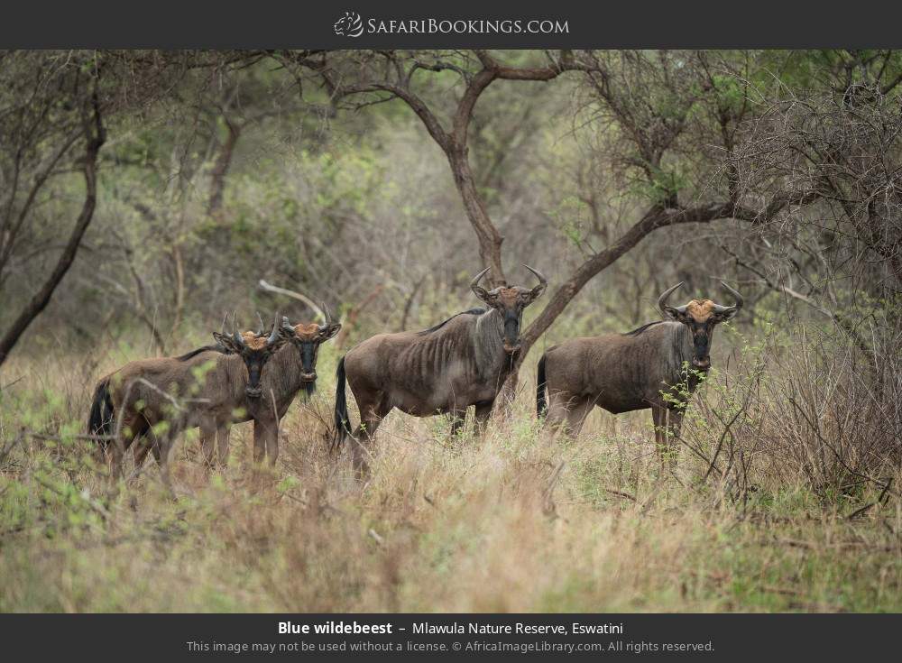 Blue wildebeest in Mlawula Nature Reserve, Eswatini