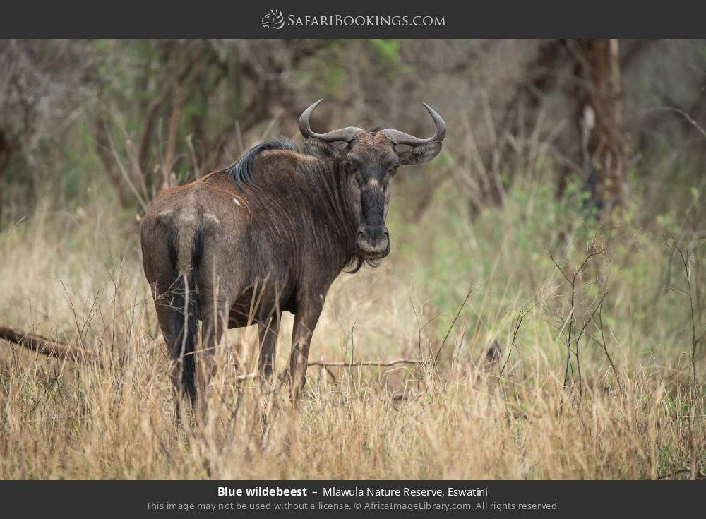 Blue wildebeest in Mlawula Nature Reserve, Eswatini