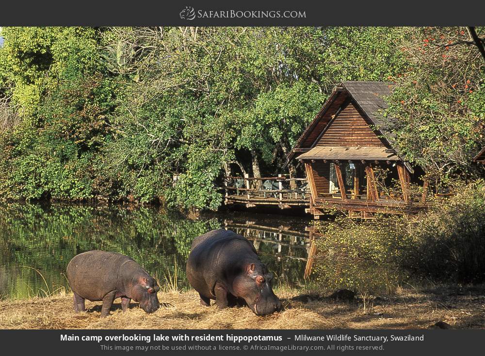 Main camp overlooking lake with resident hippopotamus in Mlilwane Wildlife Sanctuary, Eswatini