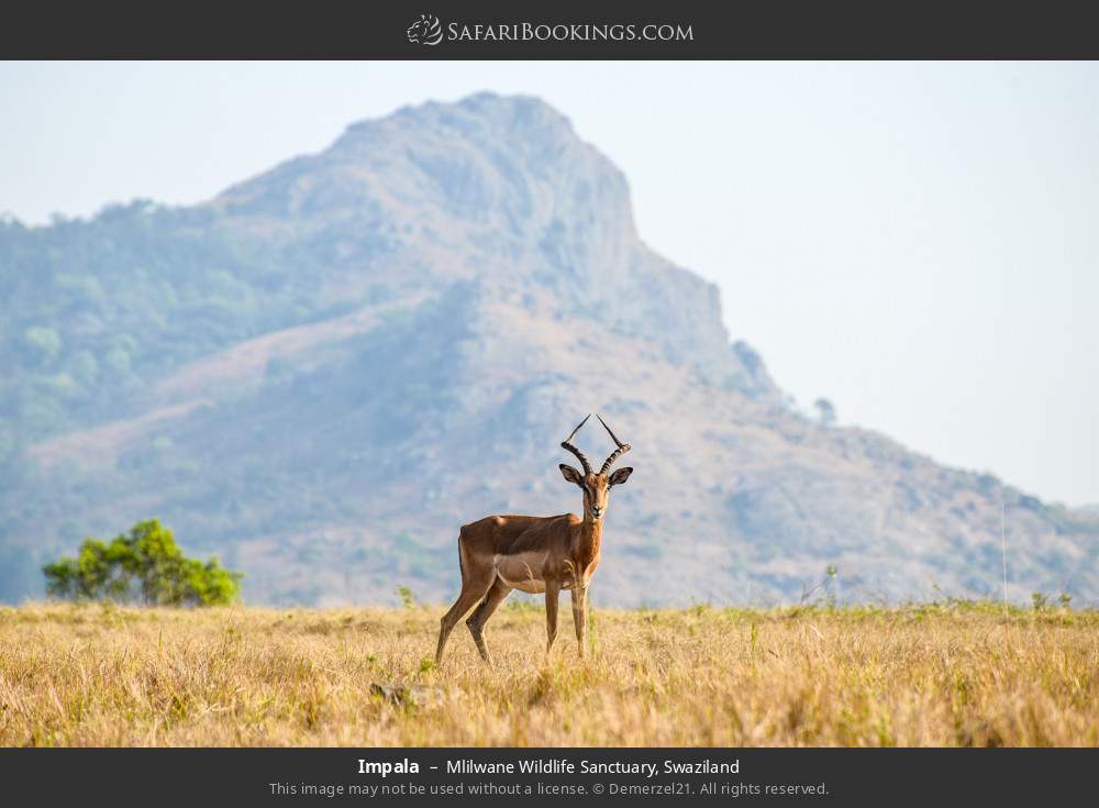Impala in Mlilwane Wildlife Sanctuary, Eswatini