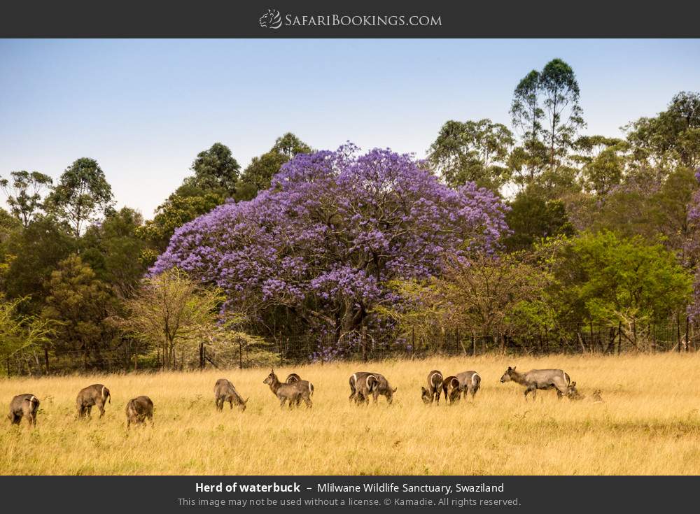 Herd of waterbuck in Mlilwane Wildlife Sanctuary, Eswatini