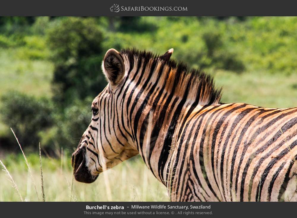 Plains zebra in Mlilwane Wildlife Sanctuary, Eswatini
