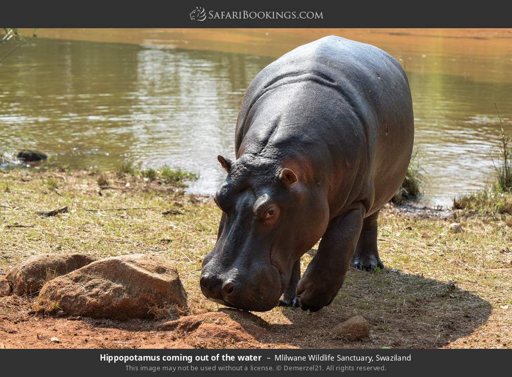 Hippopotamus coming out of the water in Mlilwane Wildlife Sanctuary, Eswatini