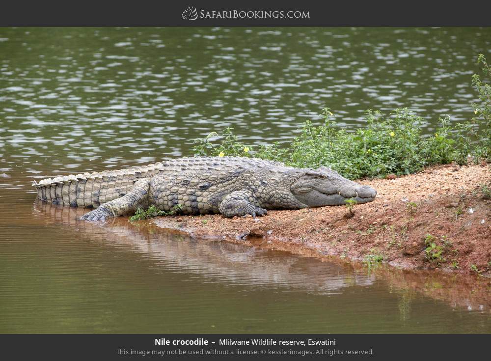 Nile crocodile in Mlilwane Wildlife Sanctuary, Eswatini