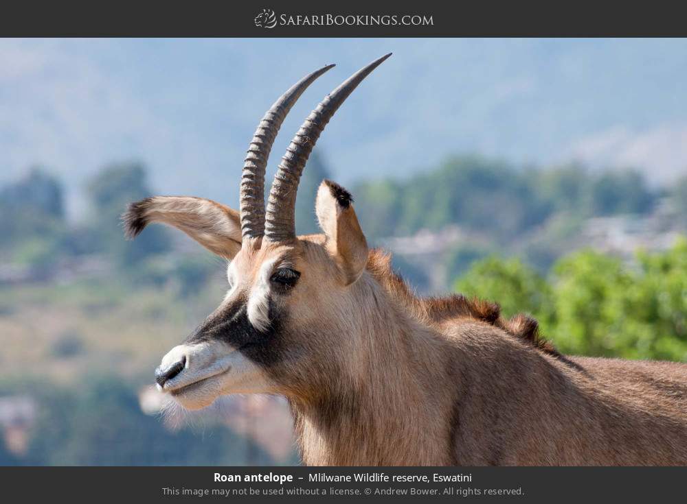 Roan antelope in Mlilwane Wildlife Sanctuary, Eswatini