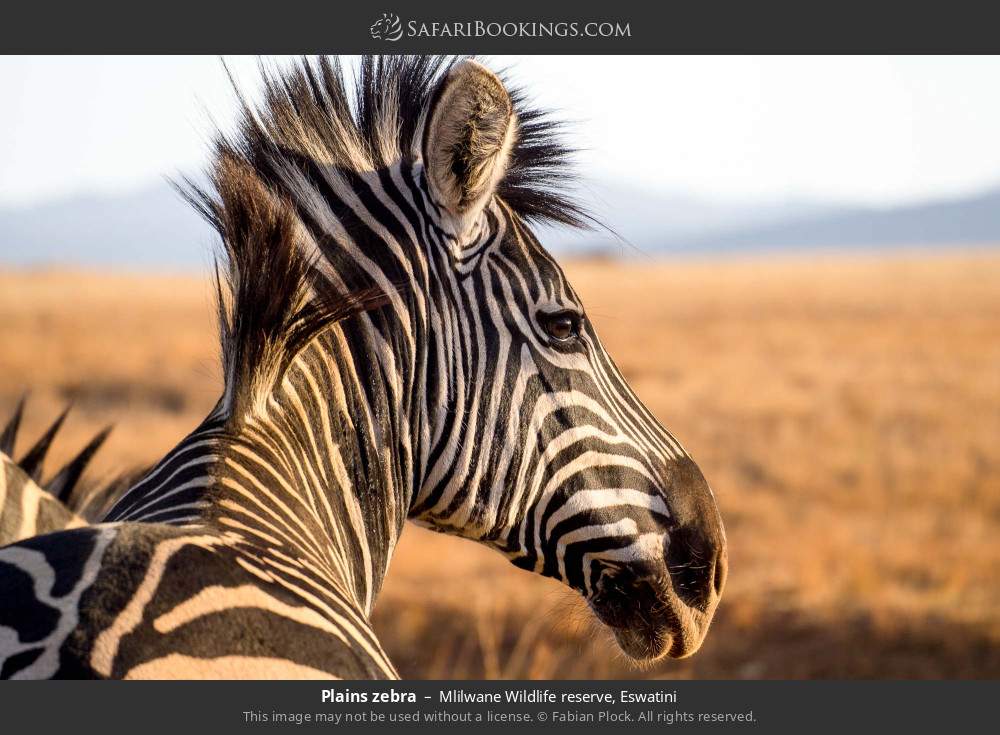 Plains zebra in Mlilwane Wildlife Sanctuary, Eswatini