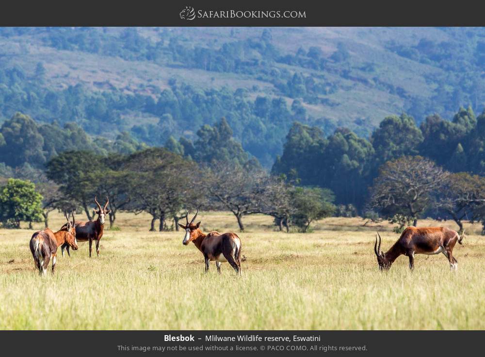 Blesbok in Mlilwane Wildlife Sanctuary, Eswatini