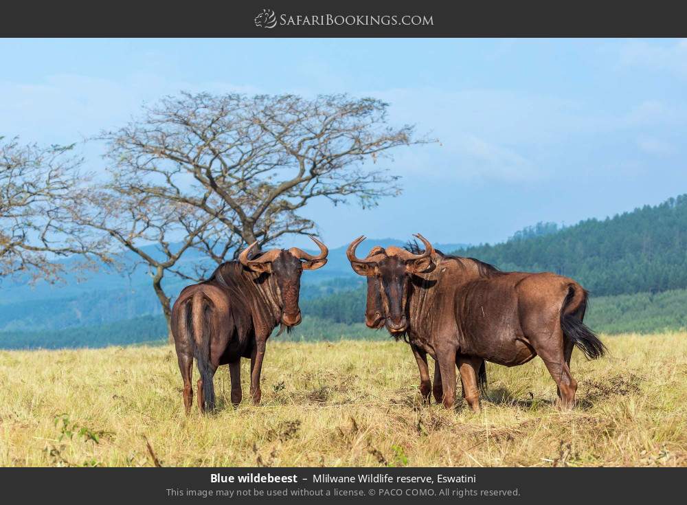 Blue wildebeest in Mlilwane Wildlife Sanctuary, Eswatini