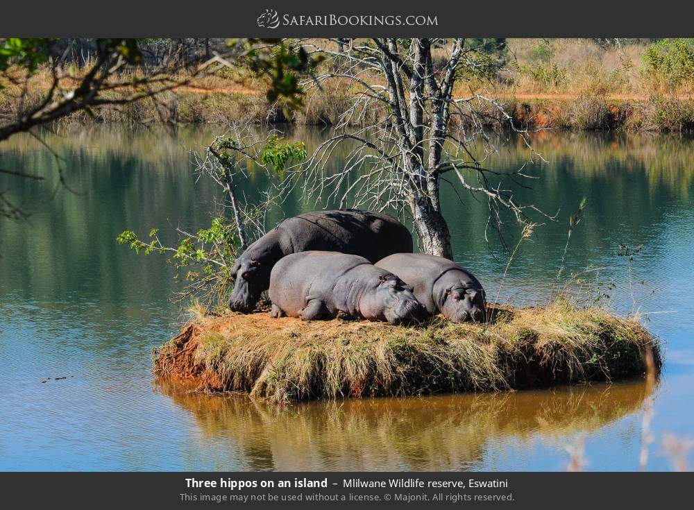 Three hippos on an island in Mlilwane Wildlife Sanctuary, Eswatini