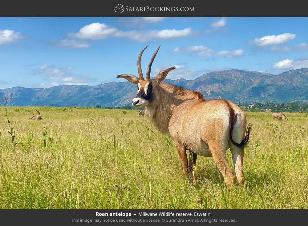 Roan antelope in Mlilwane Wildlife Sanctuary, Eswatini