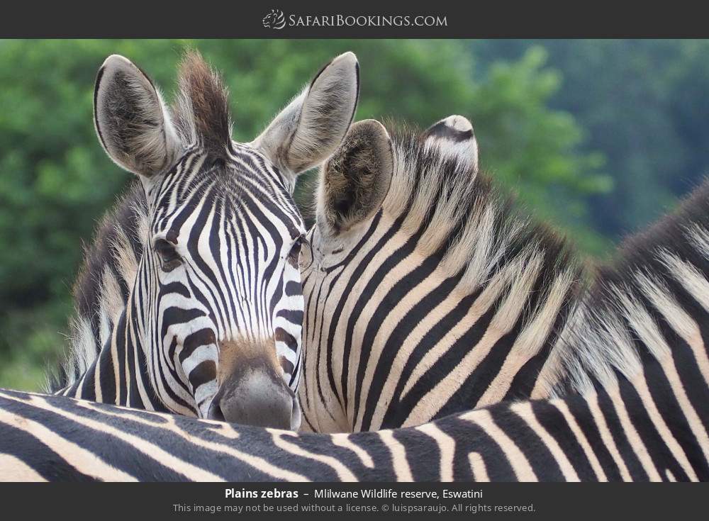 Plains zebras in Mlilwane Wildlife Sanctuary, Eswatini