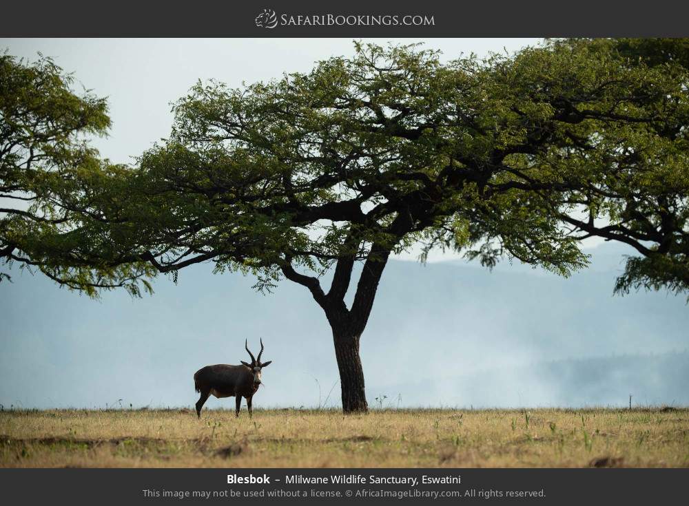 Blesbok in Mlilwane Wildlife Sanctuary, Eswatini