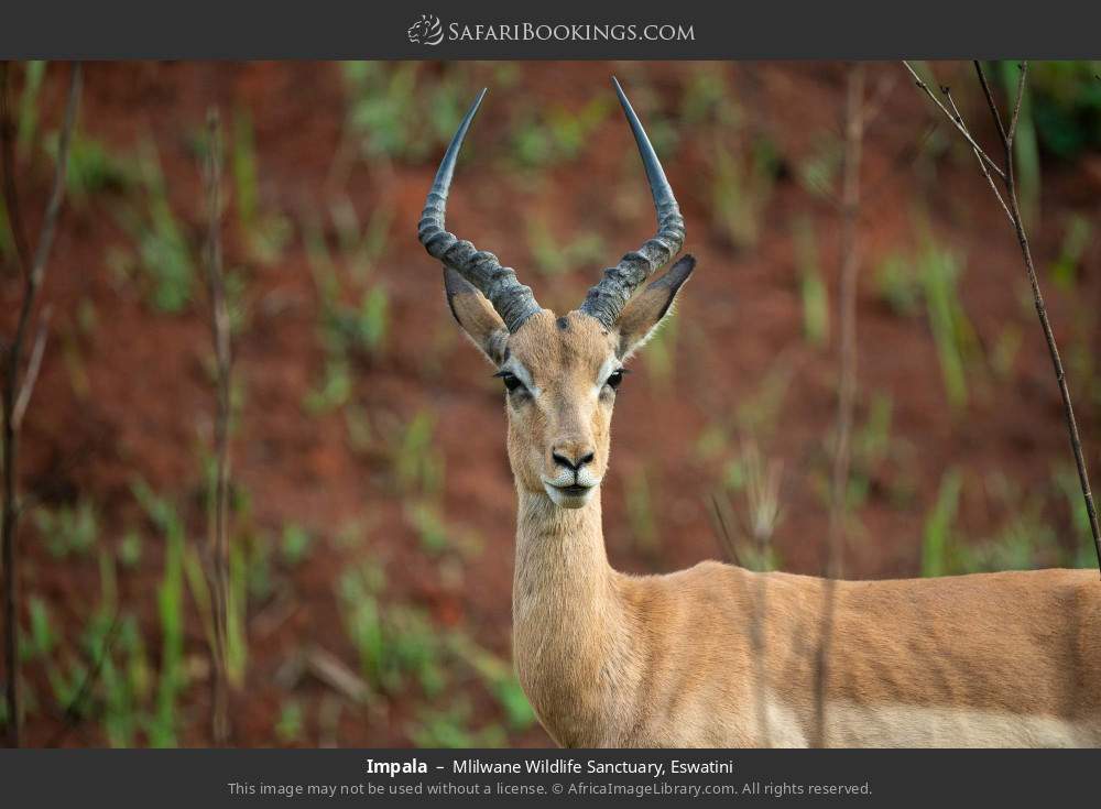 Impala in Mlilwane Wildlife Sanctuary, Eswatini