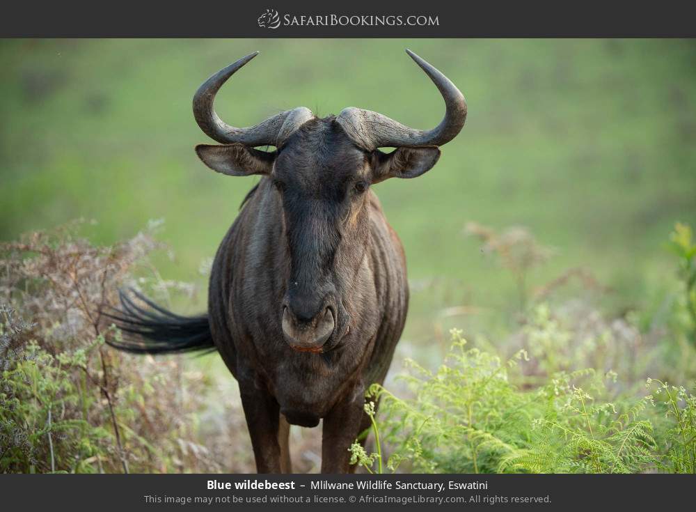 Blue wildebeest in Mlilwane Wildlife Sanctuary, Eswatini