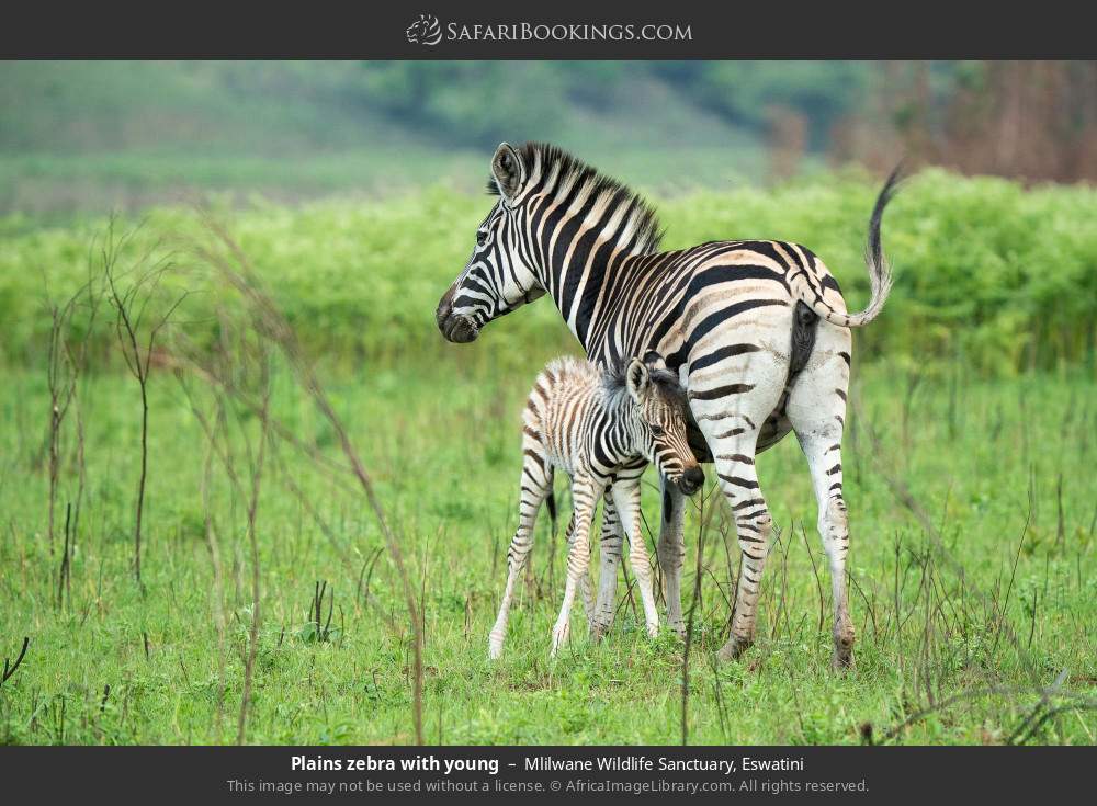 Plains zebra with young in Mlilwane Wildlife Sanctuary, Eswatini