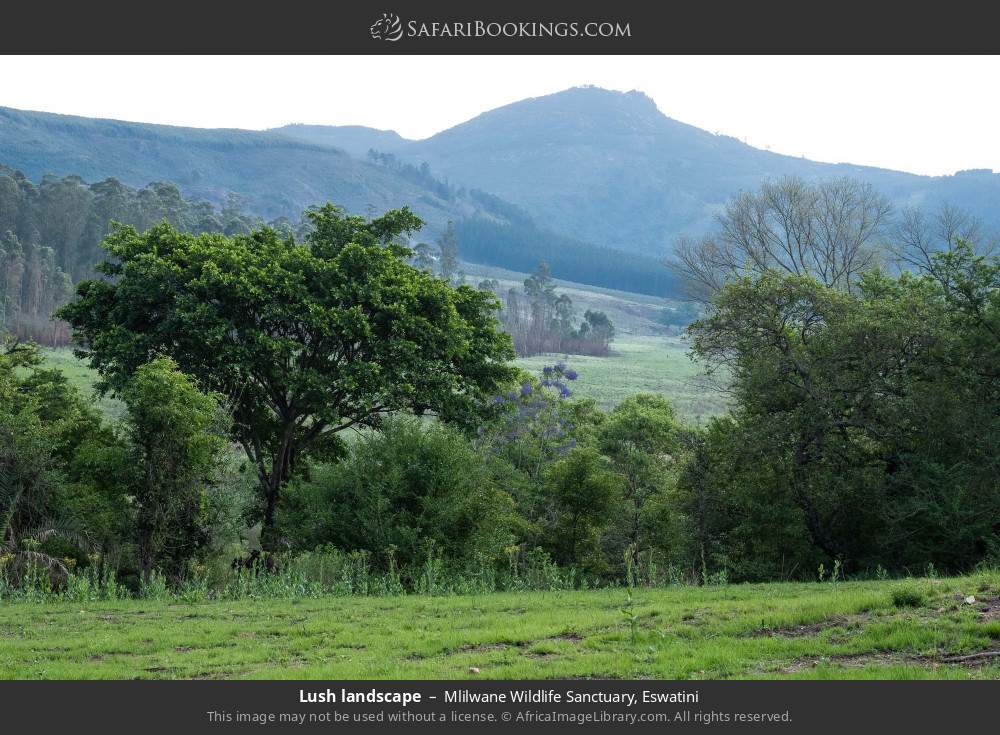 Lush landscape in Mlilwane Wildlife Sanctuary, Eswatini