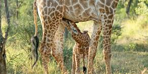 Baby giraffe suckling