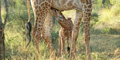 Mbuluzi Game Reserve
