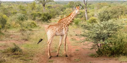 Mkhaya Private Game Reserve