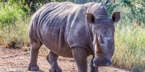 3-Day From Jhb: Eswatini Wildlife & Cultural Tour