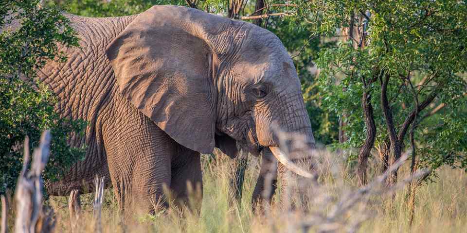 Eswatini National Parks & Game Reserves (A-Z List)