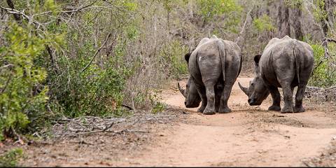 7-Day Eswatini Hlane & Mlilwane Guided Self-Drive Mid