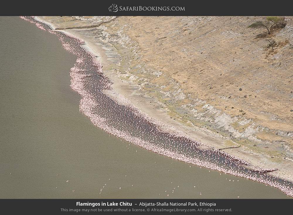 Flamingos in Lake Chitu in Abijatta-Shalla National Park, Ethiopia
