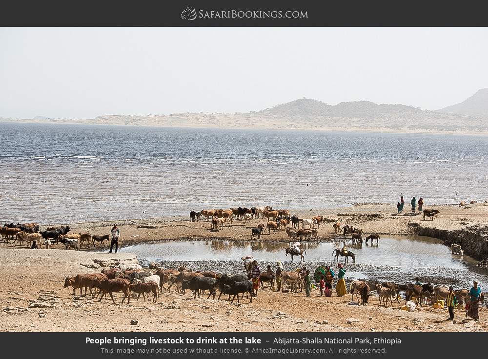People bringing livestock to drink at the lake in Abijatta-Shalla National Park, Ethiopia
