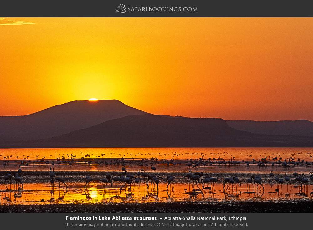 Flamingos in Lake Abijatta at sunset in Abijatta-Shalla National Park, Ethiopia