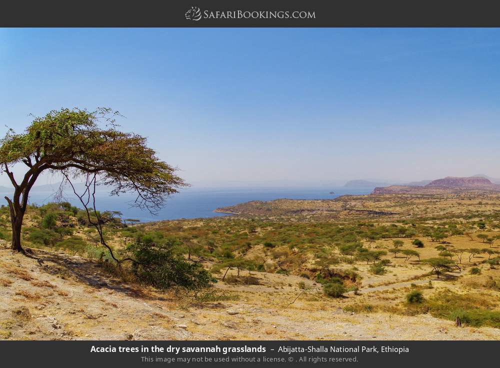 Acacia trees in the dry savannah grasslands in Abijatta-Shalla National Park, Ethiopia