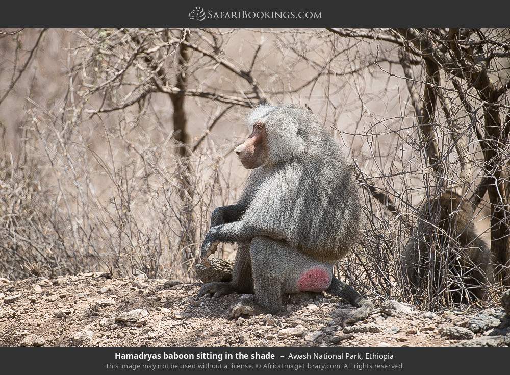 Hamadryas baboon sitting in the shade in Awash National Park, Ethiopia