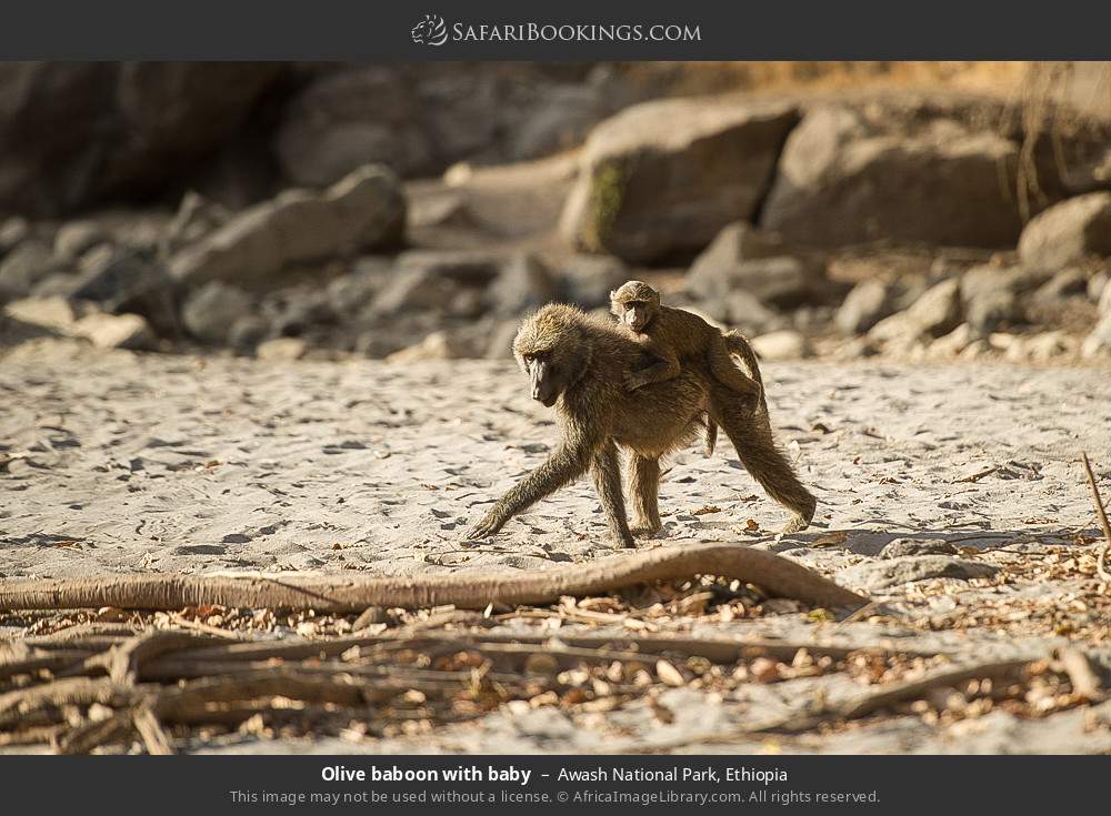 Olive baboon with baby in Awash National Park, Ethiopia