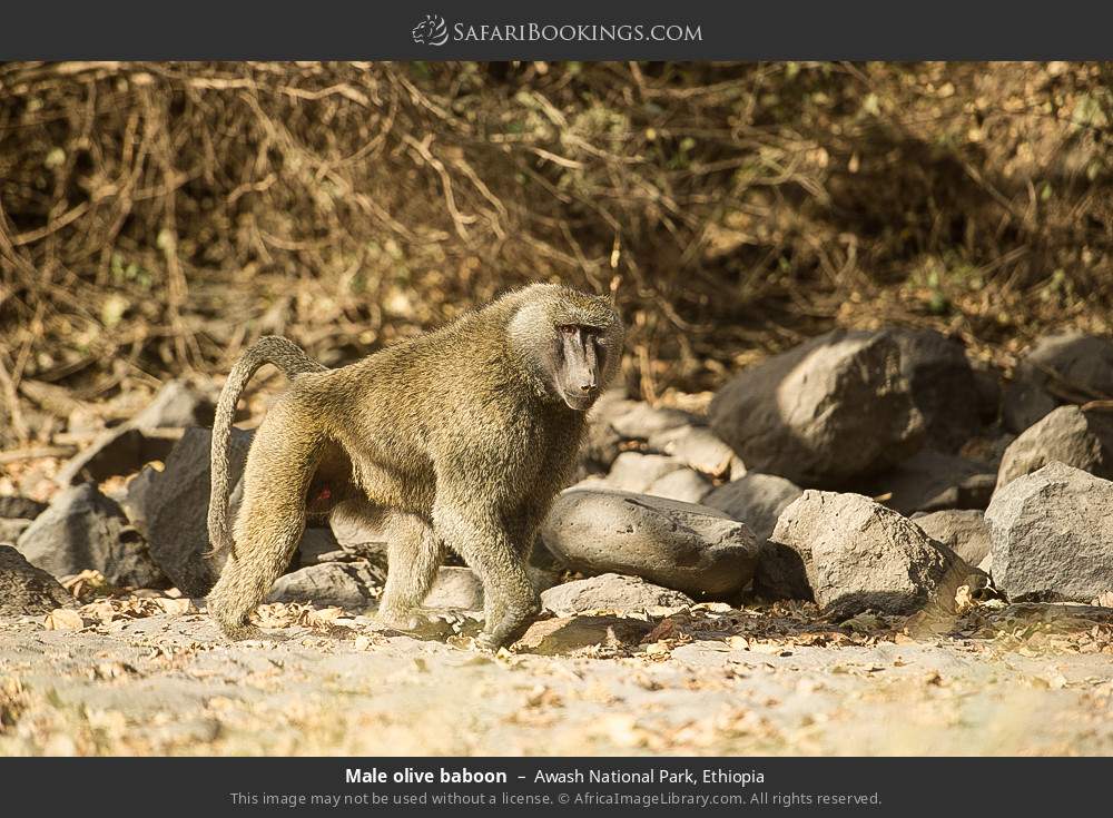 Male olive baboon in Awash National Park, Ethiopia